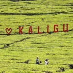 Destinasi Wisata Brebes dengan Pemandangan Luar Biasa Kebun Teh Kaligua