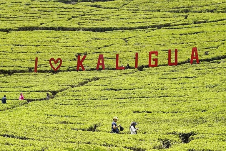 Destinasi Wisata Brebes dengan Pemandangan Luar Biasa Kebun Teh Kaligua