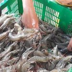 Petambak Udang di Brebes Sambat Harga Anjlok Terdampak Isu Radioaktif