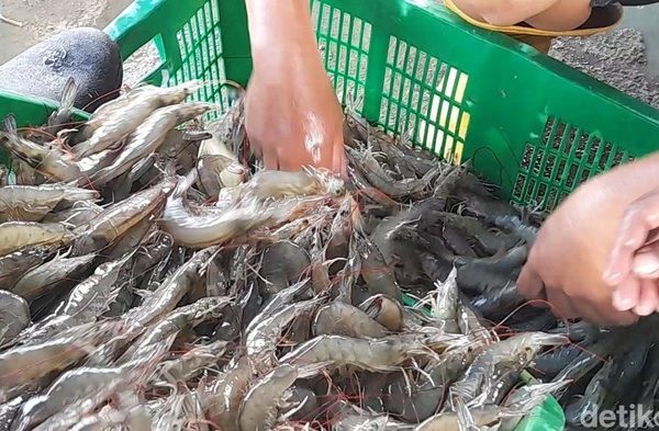 Petambak Udang di Brebes Sambat Harga Anjlok Terdampak Isu Radioaktif