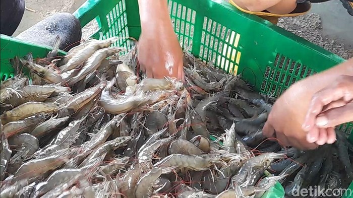 Petambak Udang di Brebes Sambat Harga Anjlok Terdampak Isu Radioaktif